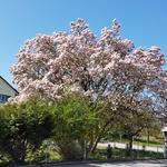 wieder können wir blühende Magnolienbäume bestaunen