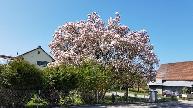 wieder können wir blühende Magnolienbäume bestaunen