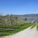 wir laufen nun an scheinbar endlosen Obstplantagen vorbei