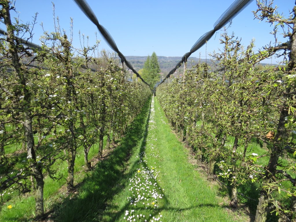 Äpfel oder Birnen?