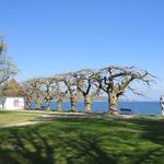 im sehr schönem Park der Schloss-Klinik in Mammern