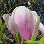 und immer wieder blühende Magnolien