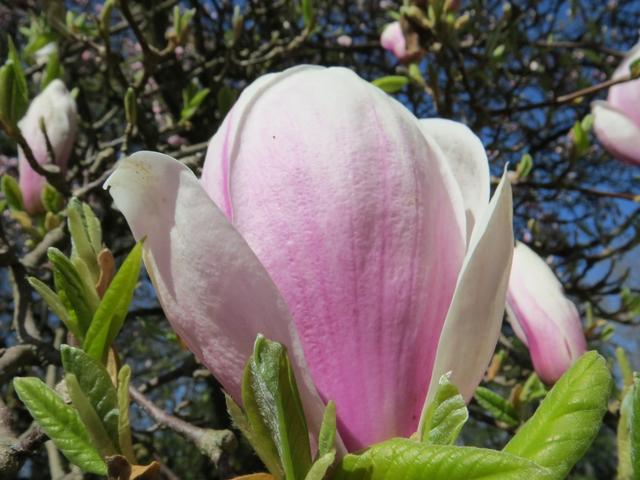 und immer wieder blühende Magnolien