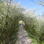 ...erreichen wir die Insel Werd mit dem Klostergebäude St.Othmar