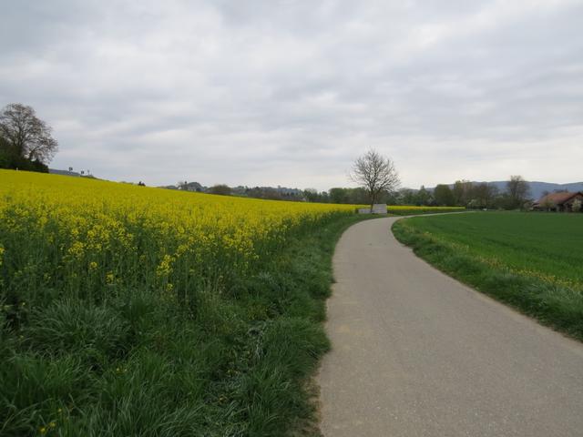 wir haben Stein am Rhein verlassen und laufen Richtung Grenze. Für heute war strahlendes Wetter angesagt worden