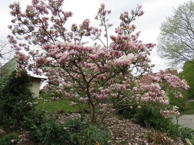 alles ist in voller Blüte