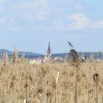 Blick über den Schilfgürtel zur Kirche von Radolfzell