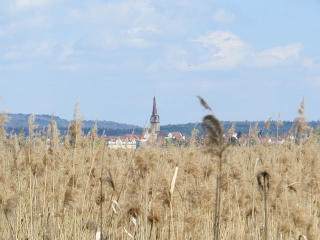 Blick über den Schilfgürtel zur Kirche von Radolfzell