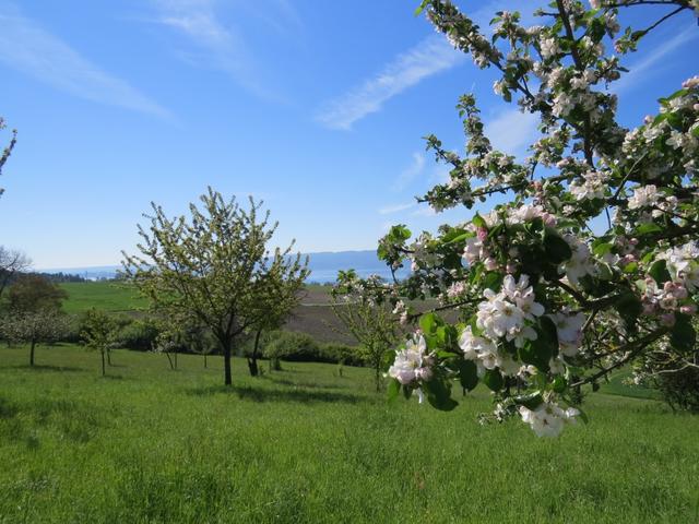 immer wieder treffen wir auf blühende Obstbäume...