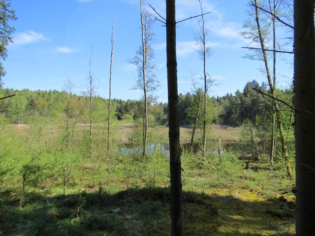 Blick auf den schon fast verlandete See von Bündtlisried