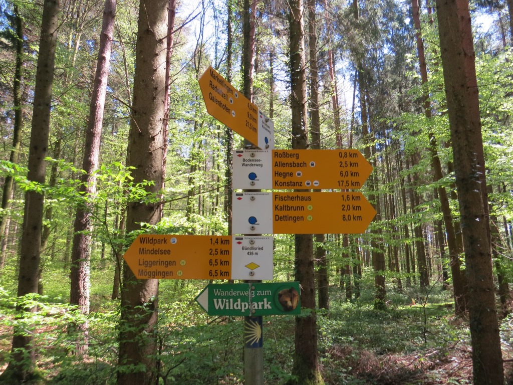 der Bodensee-Wanderwegzeichen, führt uns sicher durch den Wald
