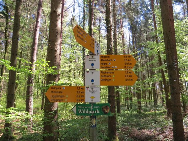 der Bodensee-Wanderwegzeichen, führt uns sicher durch den Wald