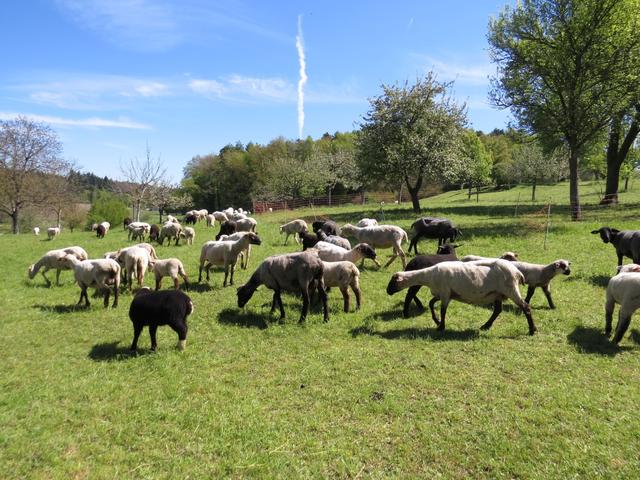 kurz nach Allensbach teilen wir die Wiese mit unzähligen Schafe