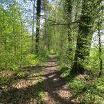 immer wieder führt der schöne Wanderweg über Wälder...