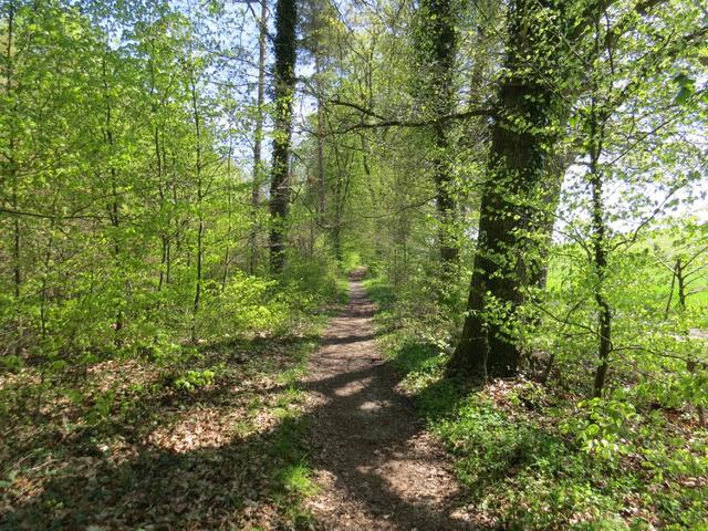 immer wieder führt der schöne Wanderweg über Wälder...