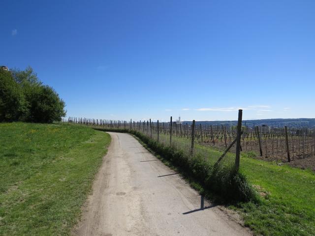 neben einem Rebhang führt uns der Weg nun hinauf zum Bismarckturm