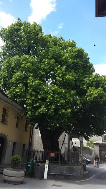 der Kirchenplatz wird von einem 470 Jahre alten Lindenbaum geprägt