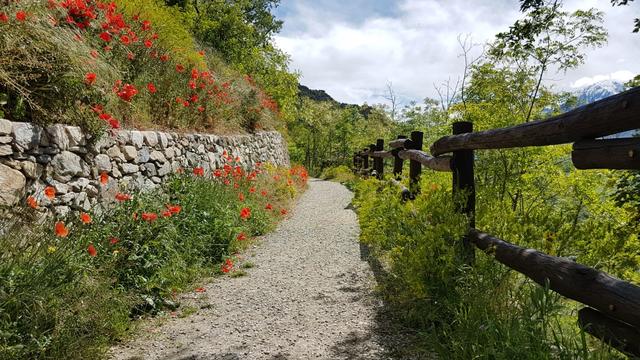 ... der mit Mohnblumen gespickt ist...