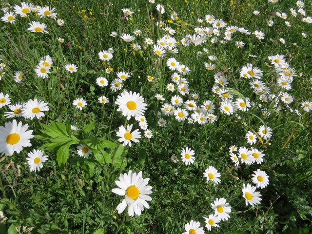 schöne Margeriten säumen den schönen Wanderweg