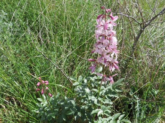 ein riesiges Exemplar von einem Purpur-Knabenkraut. Die Orchis purpurea ist eine der grössten heimischen Orchideen