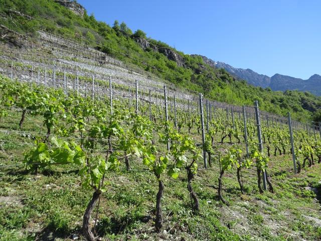 der Weg führt uns wie gestern, wieder durch schöne Weinberge