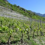 der Weg führt uns wie gestern, wieder durch schöne Weinberge