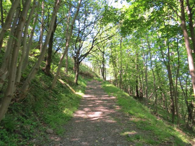 ... und dann leicht ansteigend durch den Wald...