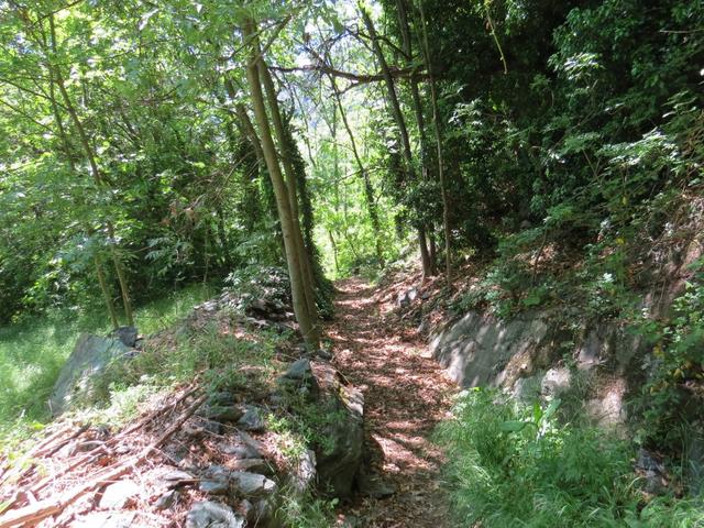 durch einen dichten Wald geht es nun abwärts nach Ruelle