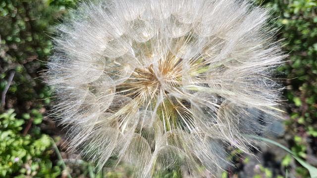 eine riesige Pusteblume