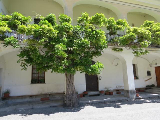 ...stehen vor einem riesigen Glyzinien Baum, der leider schön verblüht ist