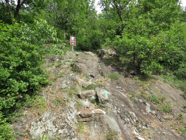 die Via Francigena führt uns nun durch Buschwerk und über rutschige Felsen aufwärts