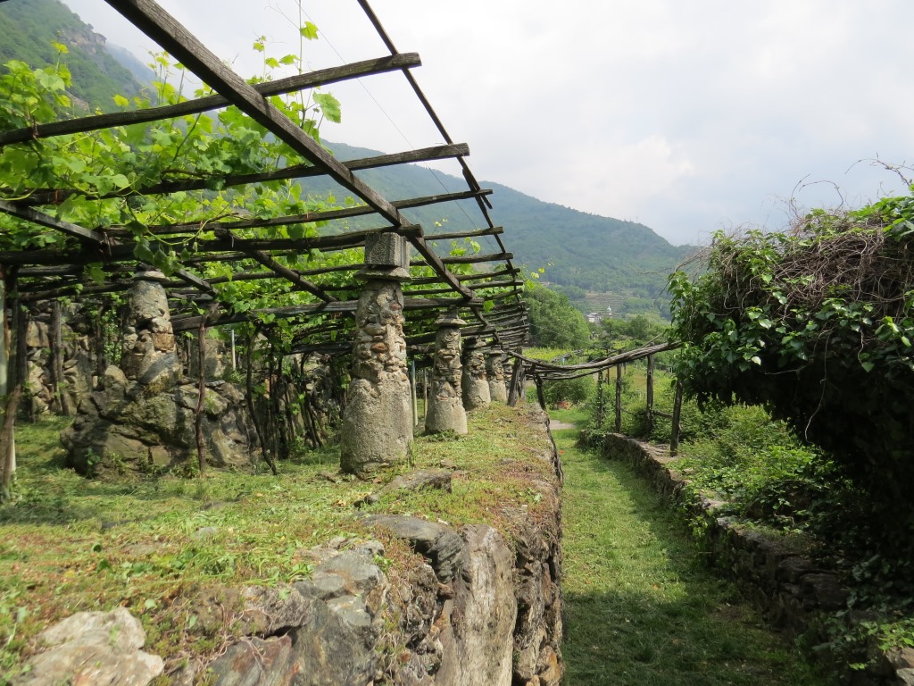 der Weg führt bergab durch die Weinberge, zum Teil durch schattige Laubengänge