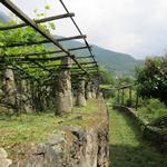 der Weg führt bergab durch die Weinberge, zum Teil durch schattige Laubengänge