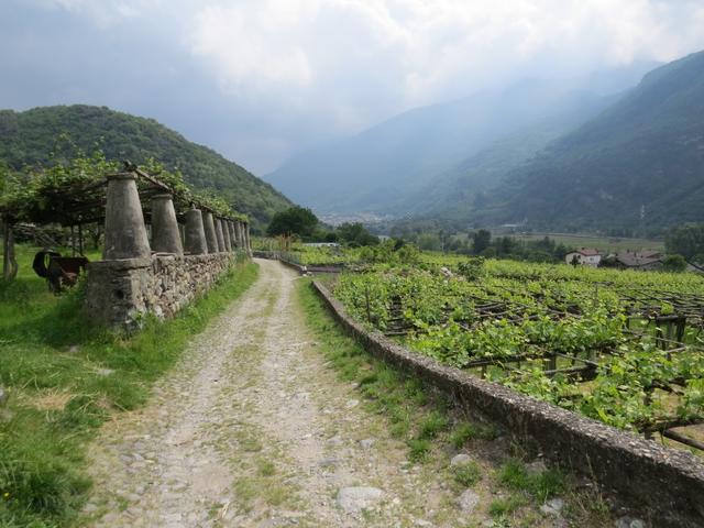 über den schönen Weinwanderweg verlassen wir Carema und laufen Richtung Airale