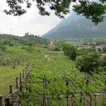 mit Blick auf den Castello von Montestrutto, nehmen wir das letzte Teilstück in Angriff