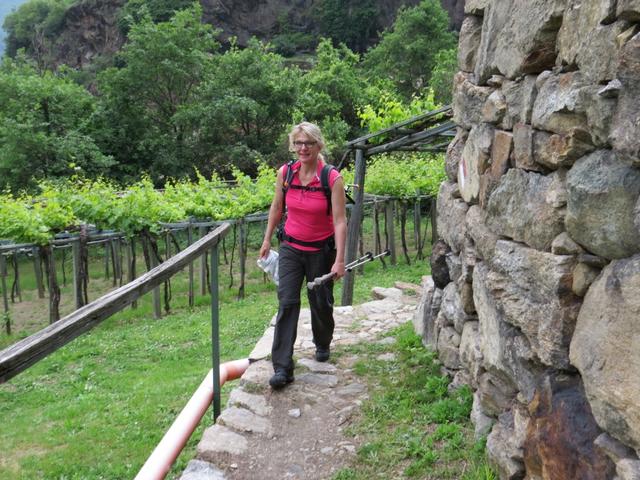 meine Maus ist von der Via Francigena begeistert