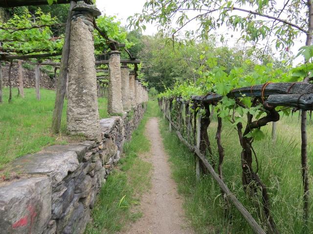 der Weg führt uns nun wieder durch einen schönen Weinberg