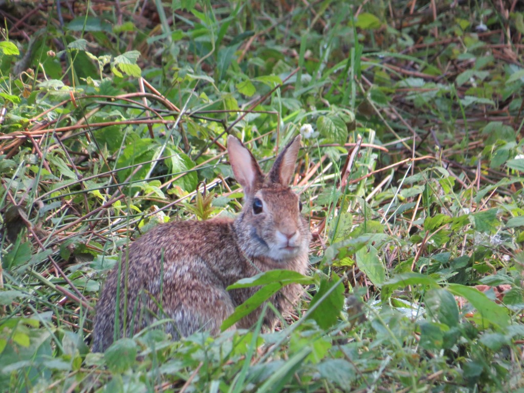argwöhnisch werden wir von einem Feldhasen begutachtet