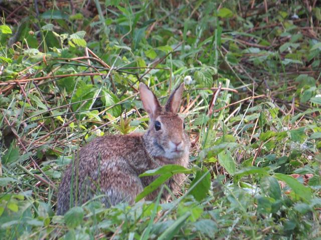 argwöhnisch werden wir von einem Feldhasen begutachtet