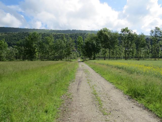 über Wiesen und durch Wälder wandern wir Richtung Bollengo