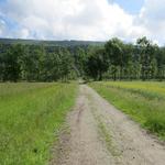 über Wiesen und durch Wälder wandern wir Richtung Bollengo