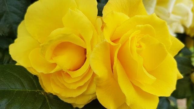 auch wunderbar schöne Rosen können wir - fast eifersüchtig - immer wieder bewundern