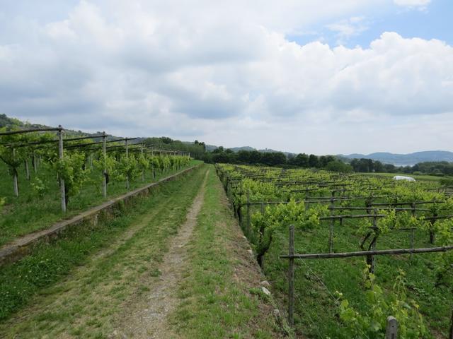 Weinberge säumen wieder die Route