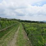 Weinberge säumen wieder die Route