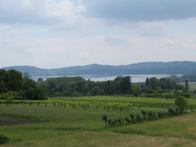 wunderbar aussichtsreich wandern wir auf dem Höhenrücken dahin, der See di Viverone ist zu erkennen