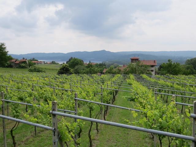 mit schönen Blicken auf See und Weinbergen geht es nach Viverone