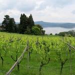 schönes Breitbildfoto mit Blick auf den Lago di Viverone