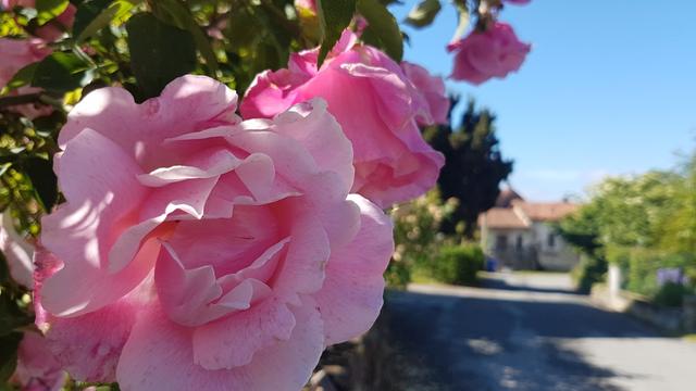 was für schöne Rosen!