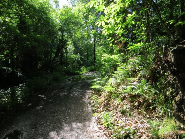 über Feldwege führt uns die Via Francigena durch Wälder...