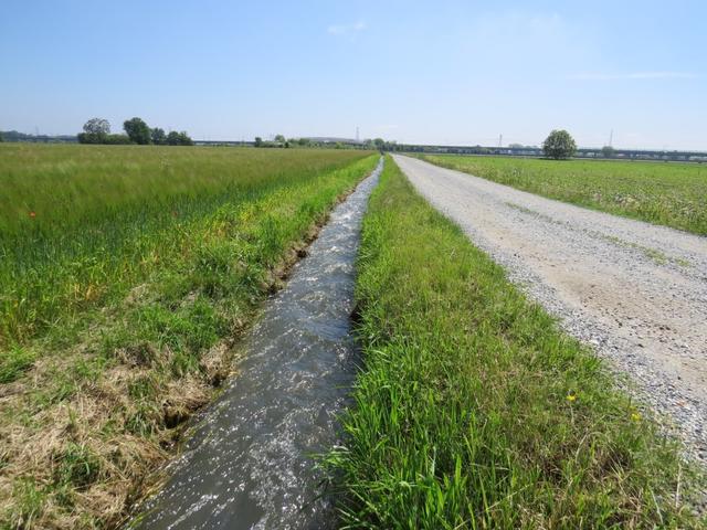 schnurgerade zieht sich die Via Francigena Richtung Santhià